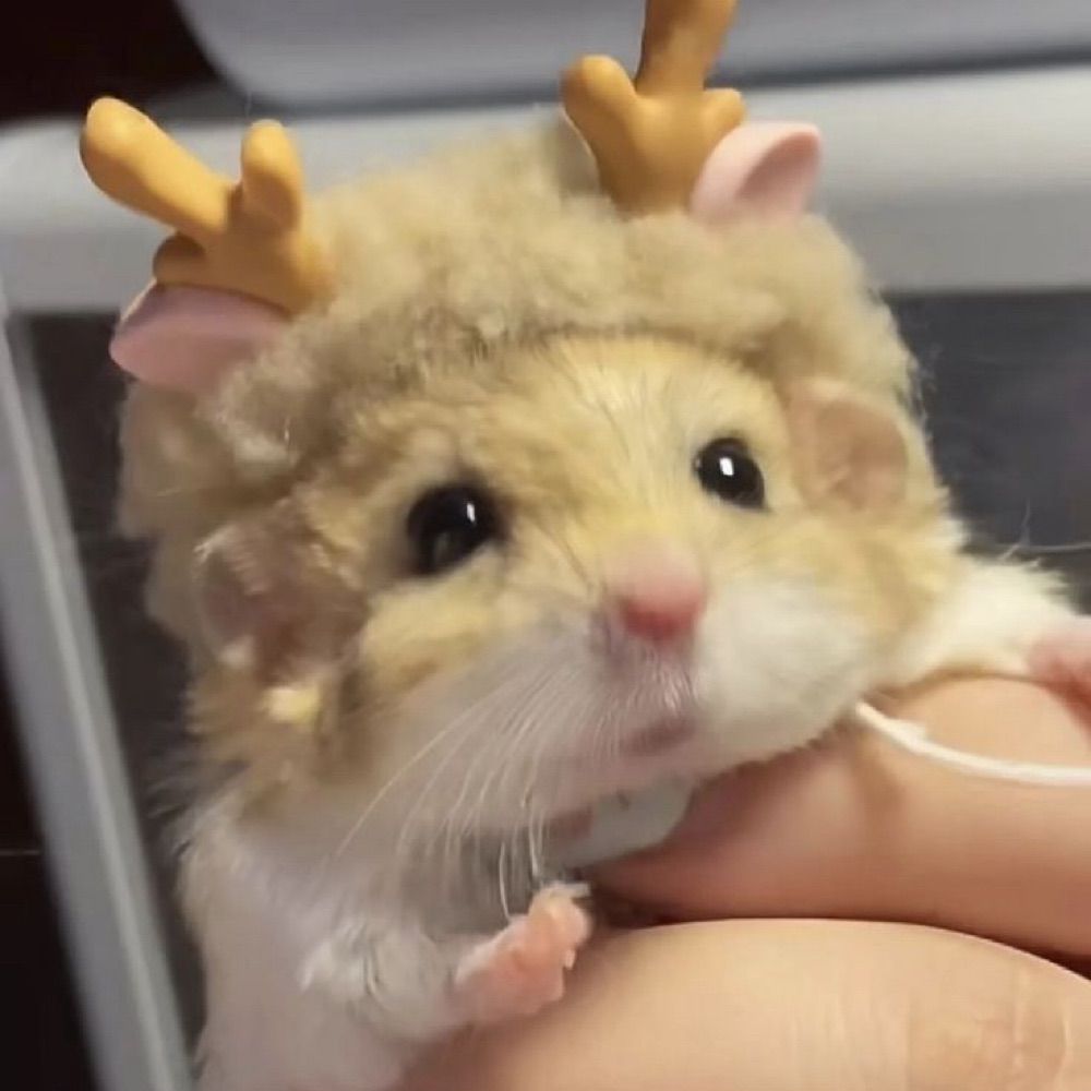 charliebao •ᴗ•