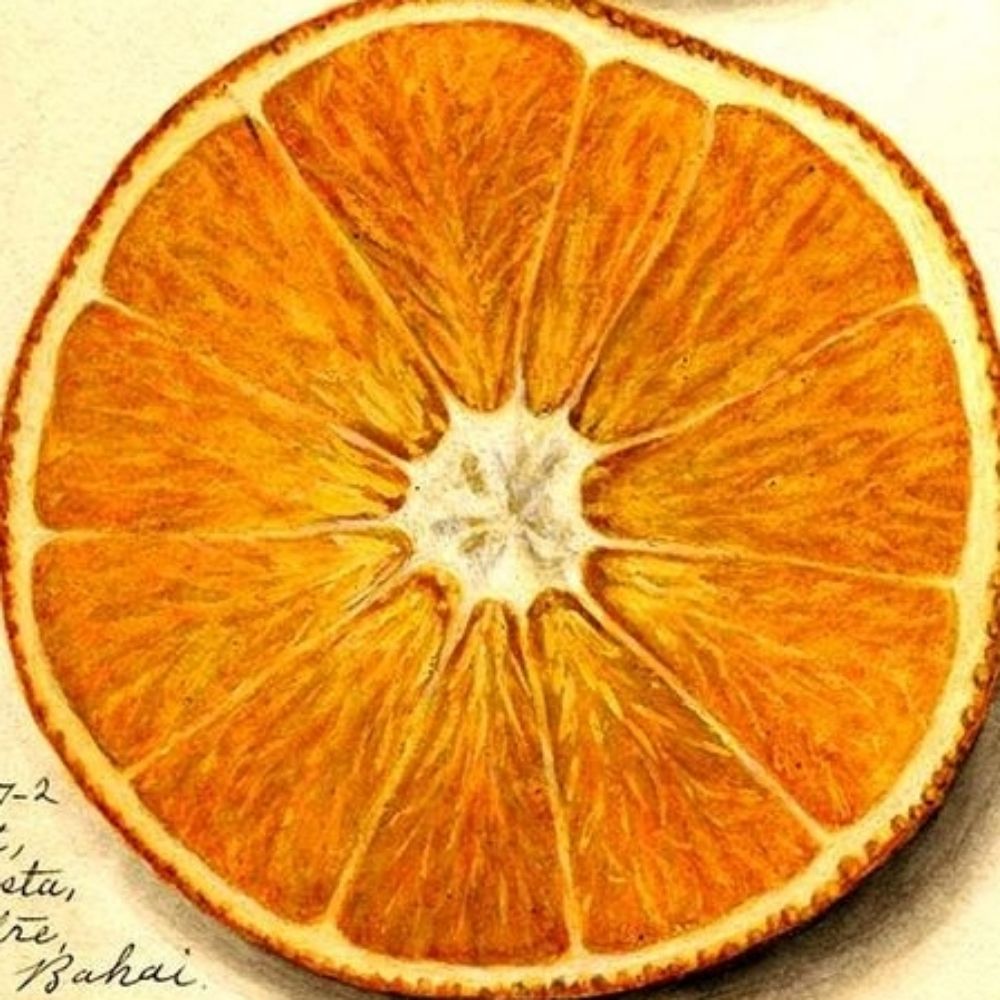 🍊