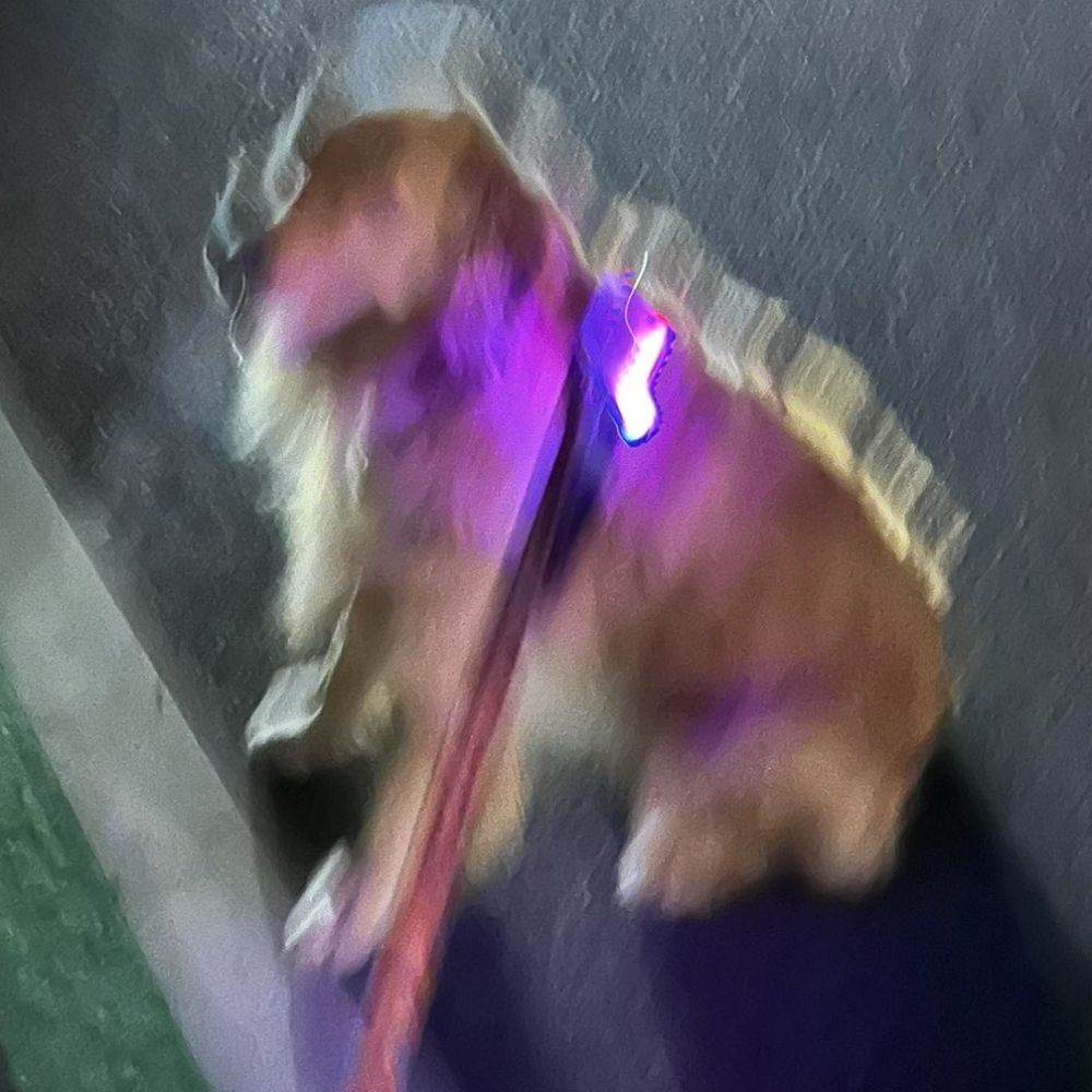 dogbrain