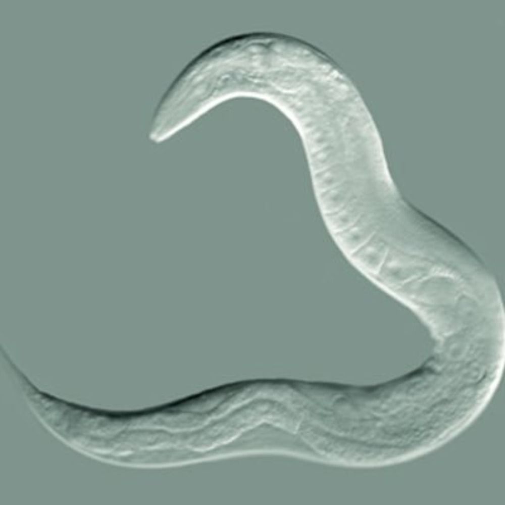 FreeBioAlpha