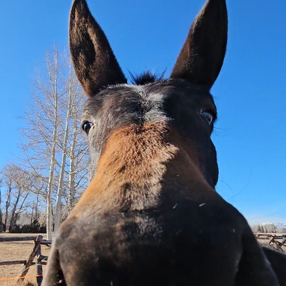 CostoTheMule