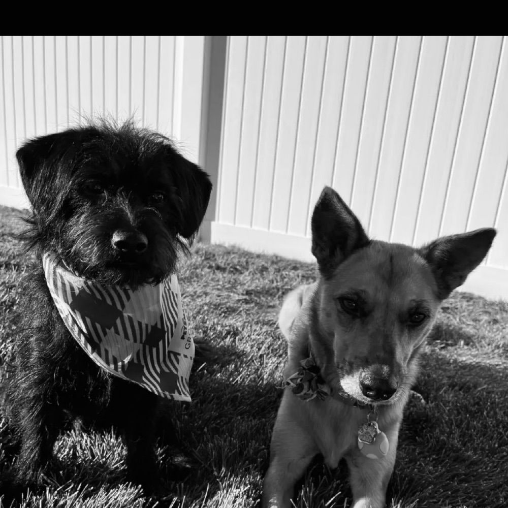 Zoey n Ziggy