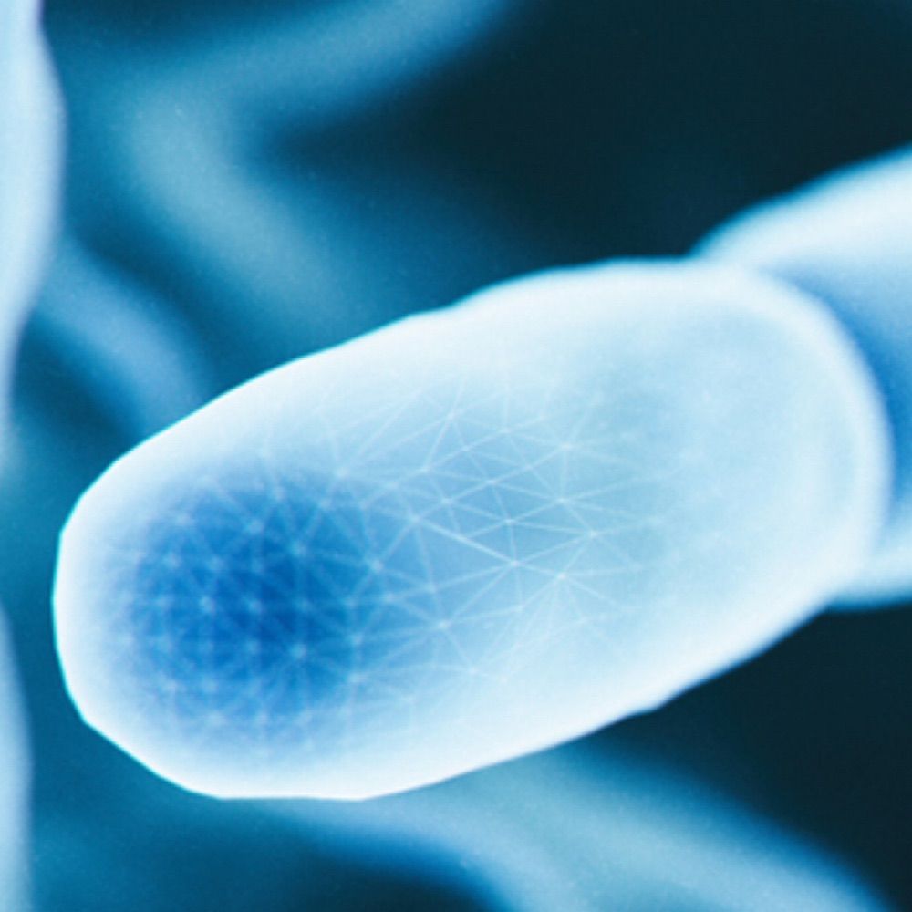 The Center for Microbial Medicine at CHOP