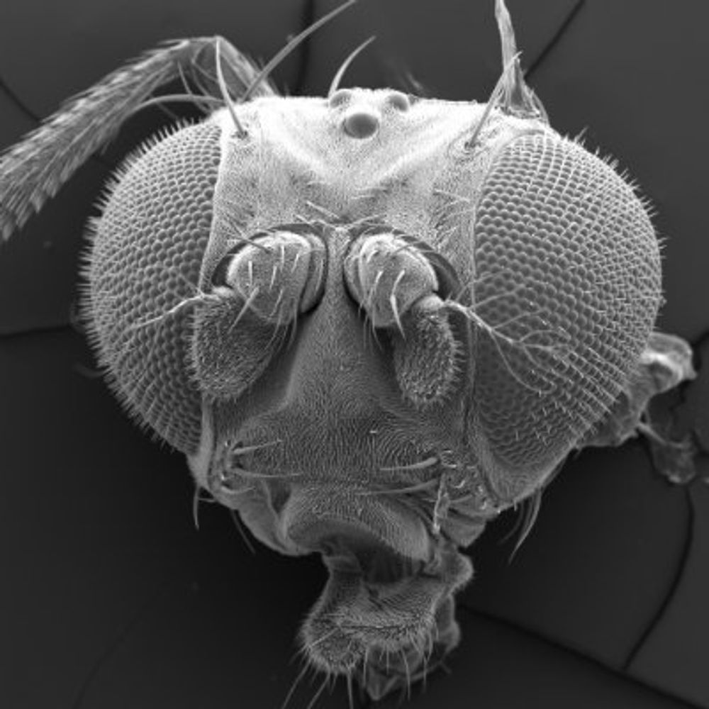 Derivery Lab - MRC LMB