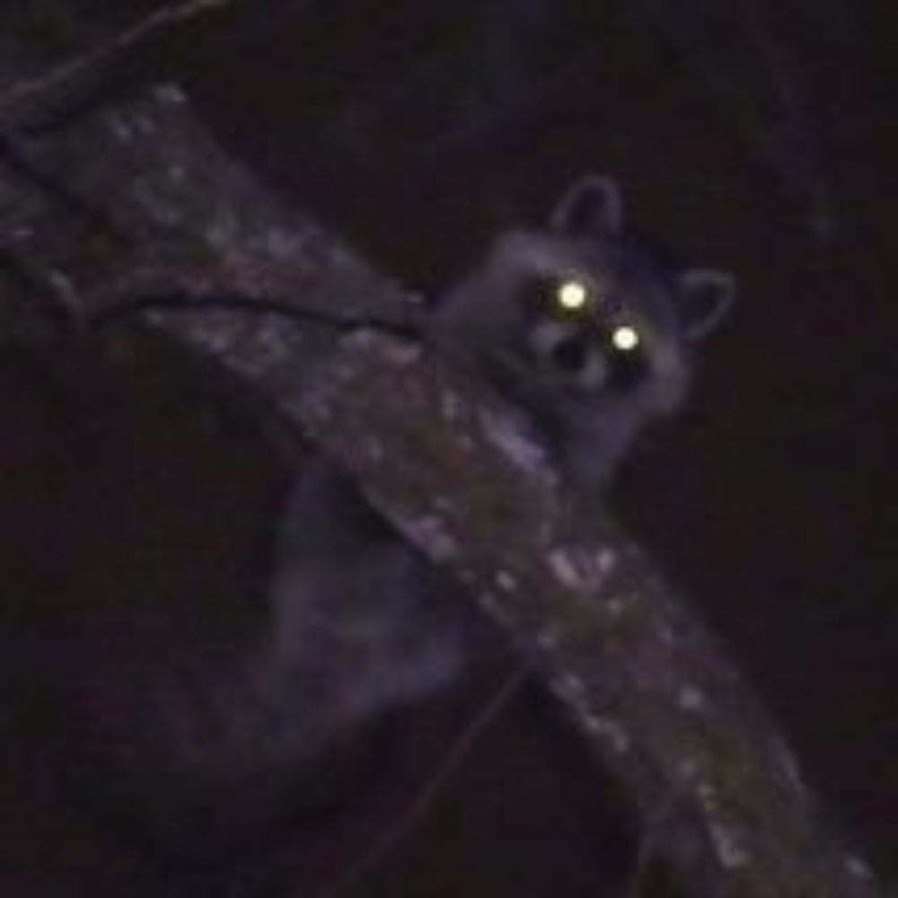 funky little beast 🦝
