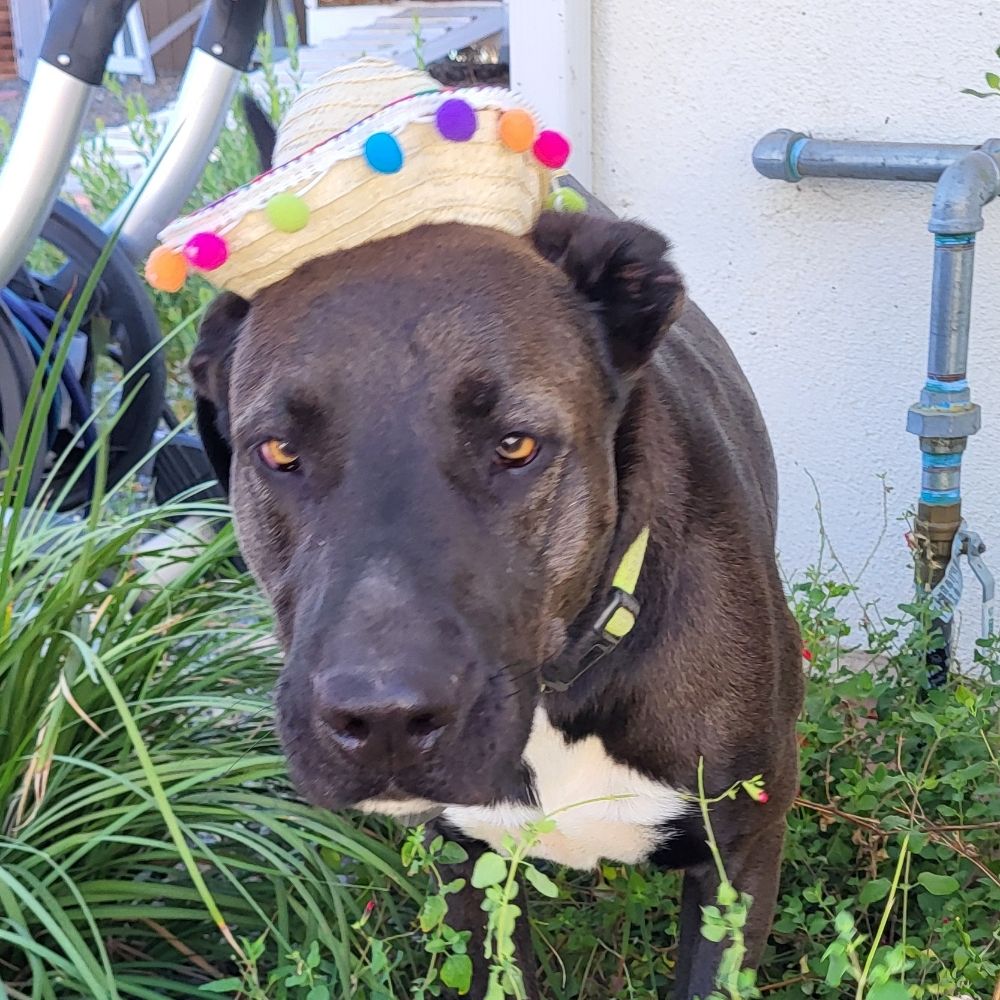 Guinea Elsa