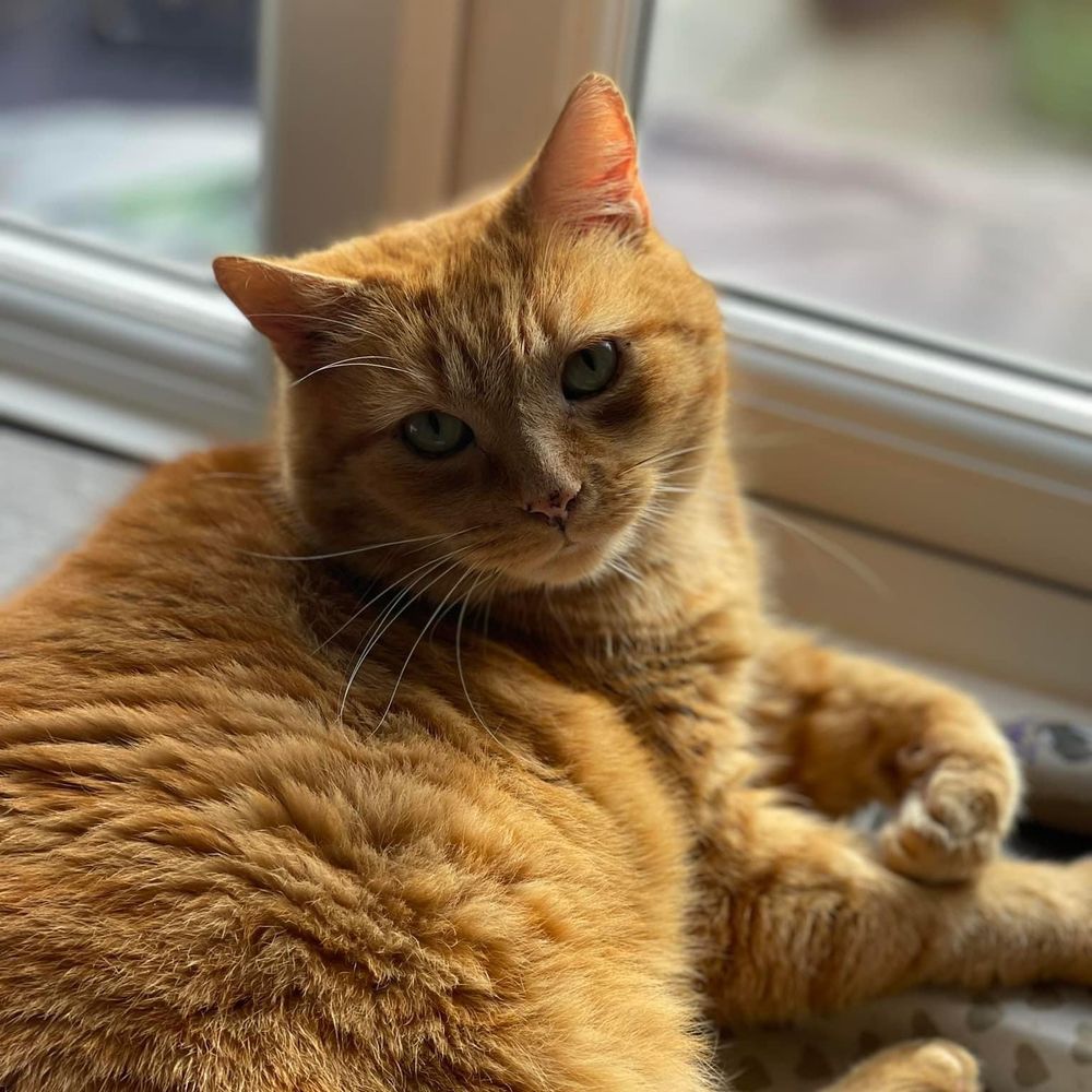 EDDIEBEAR 🐈 🩶🐈🩶🐈