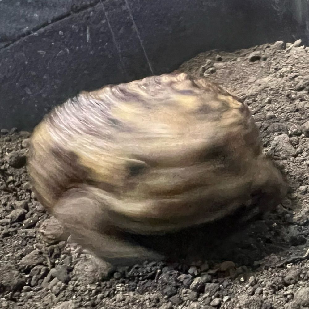 隈洲