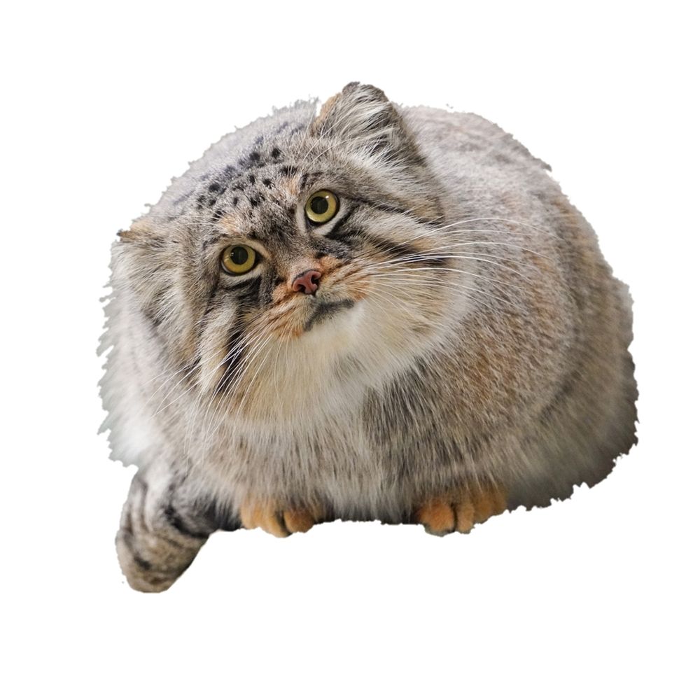 絵を描くﾏﾇﾙ