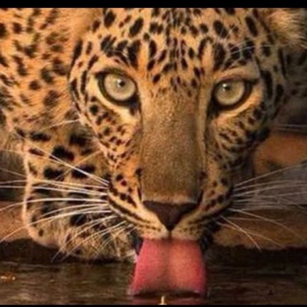 Julinha.🐆
