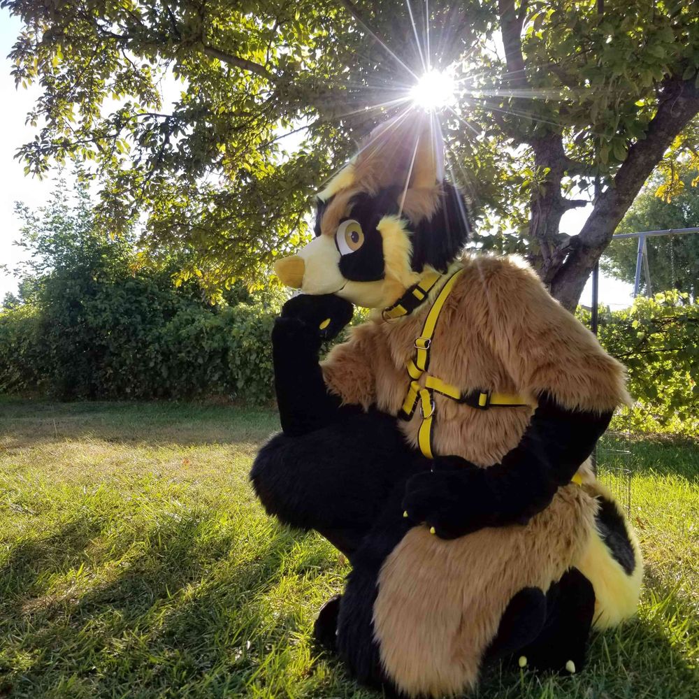 GoldvalkyrieHusky