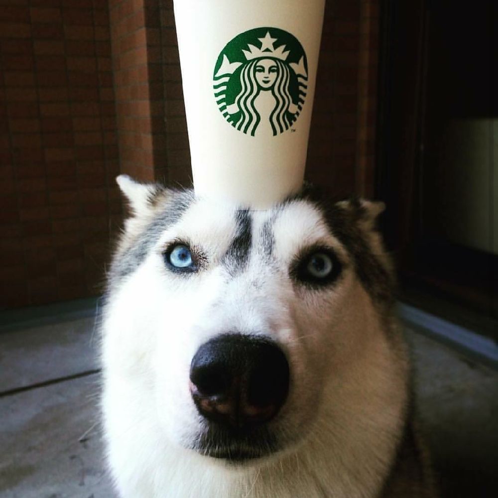 Pawtaro