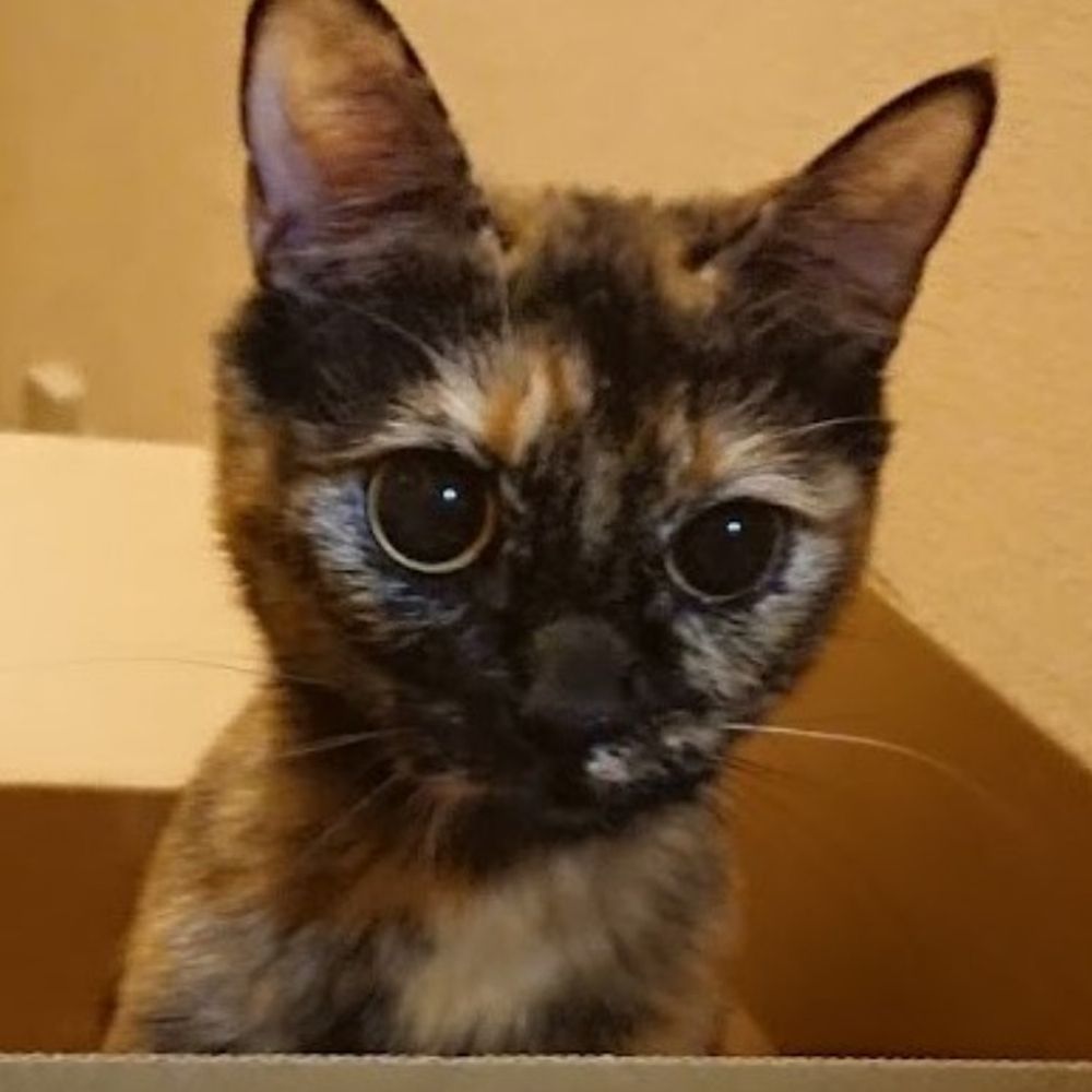 ぢょん