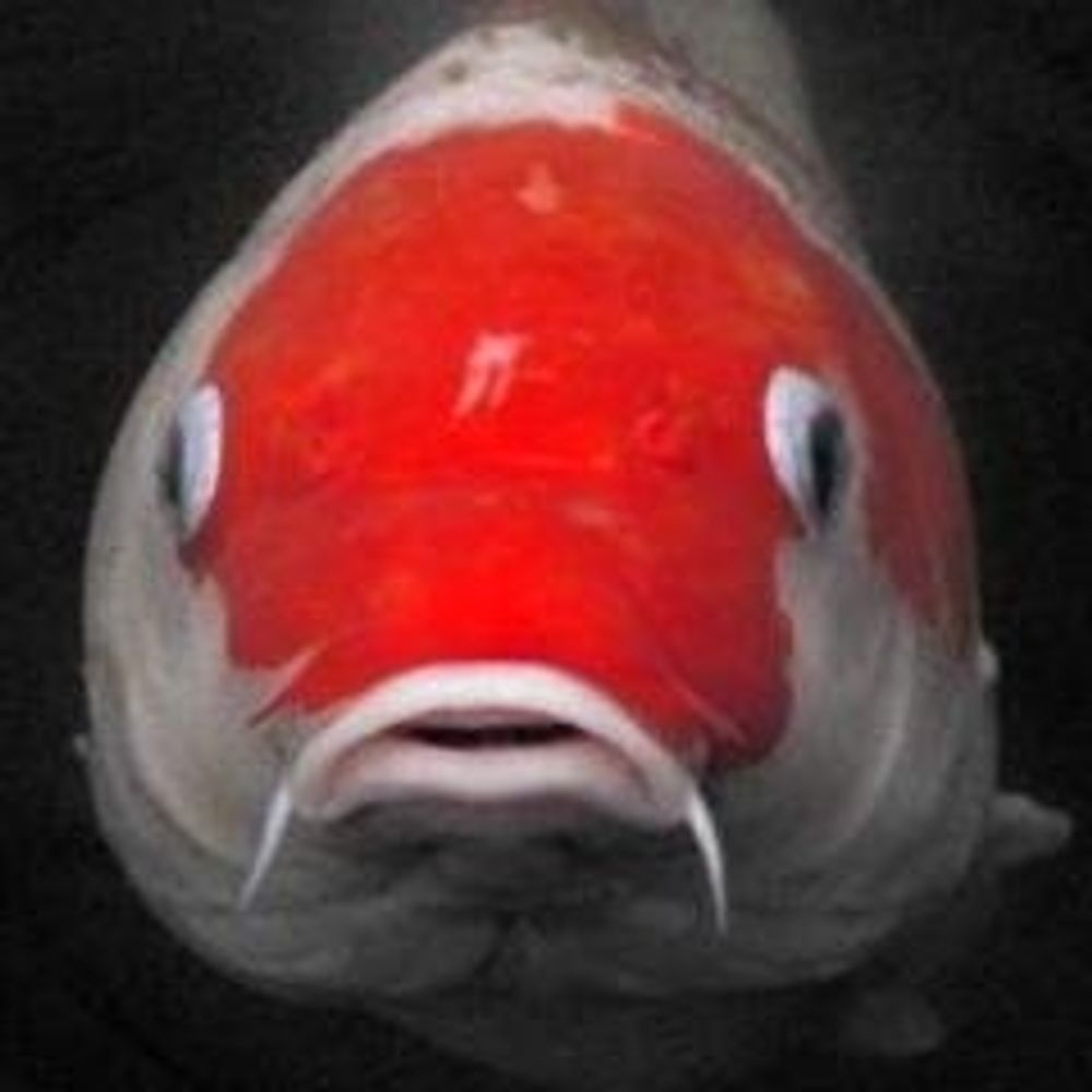 こいのおうさま