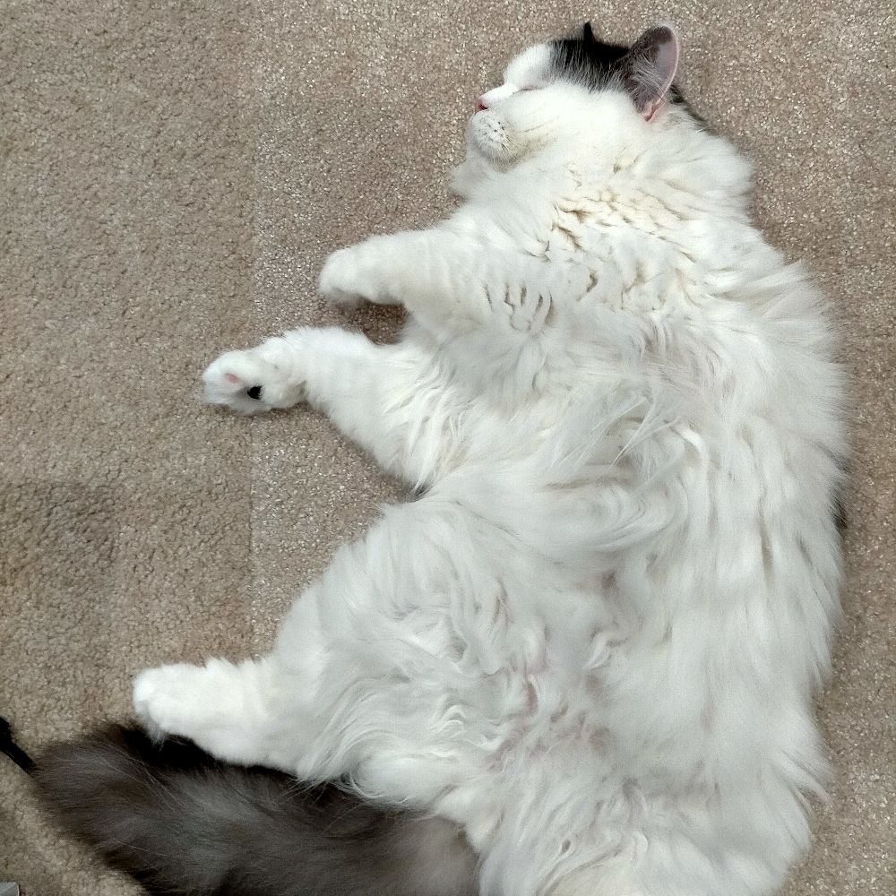 ダイエッターりのっこ