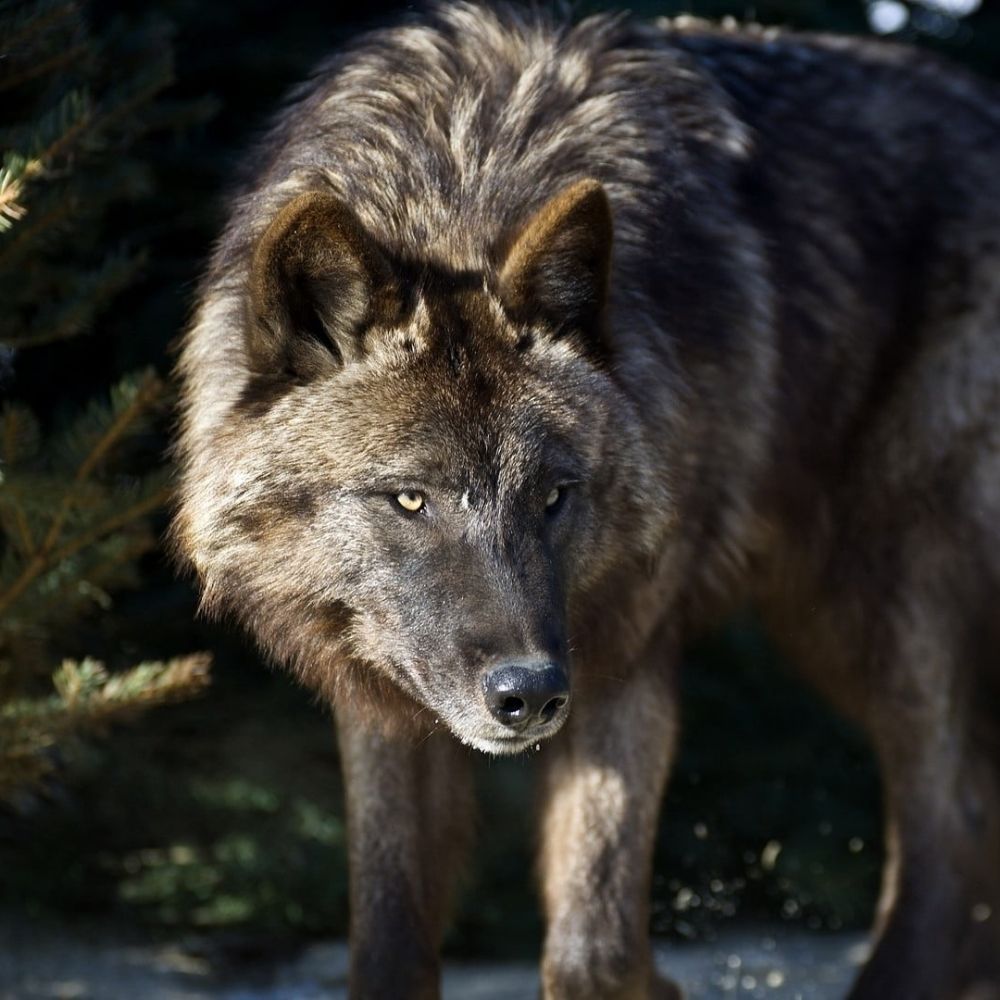 wolf🐾🦴