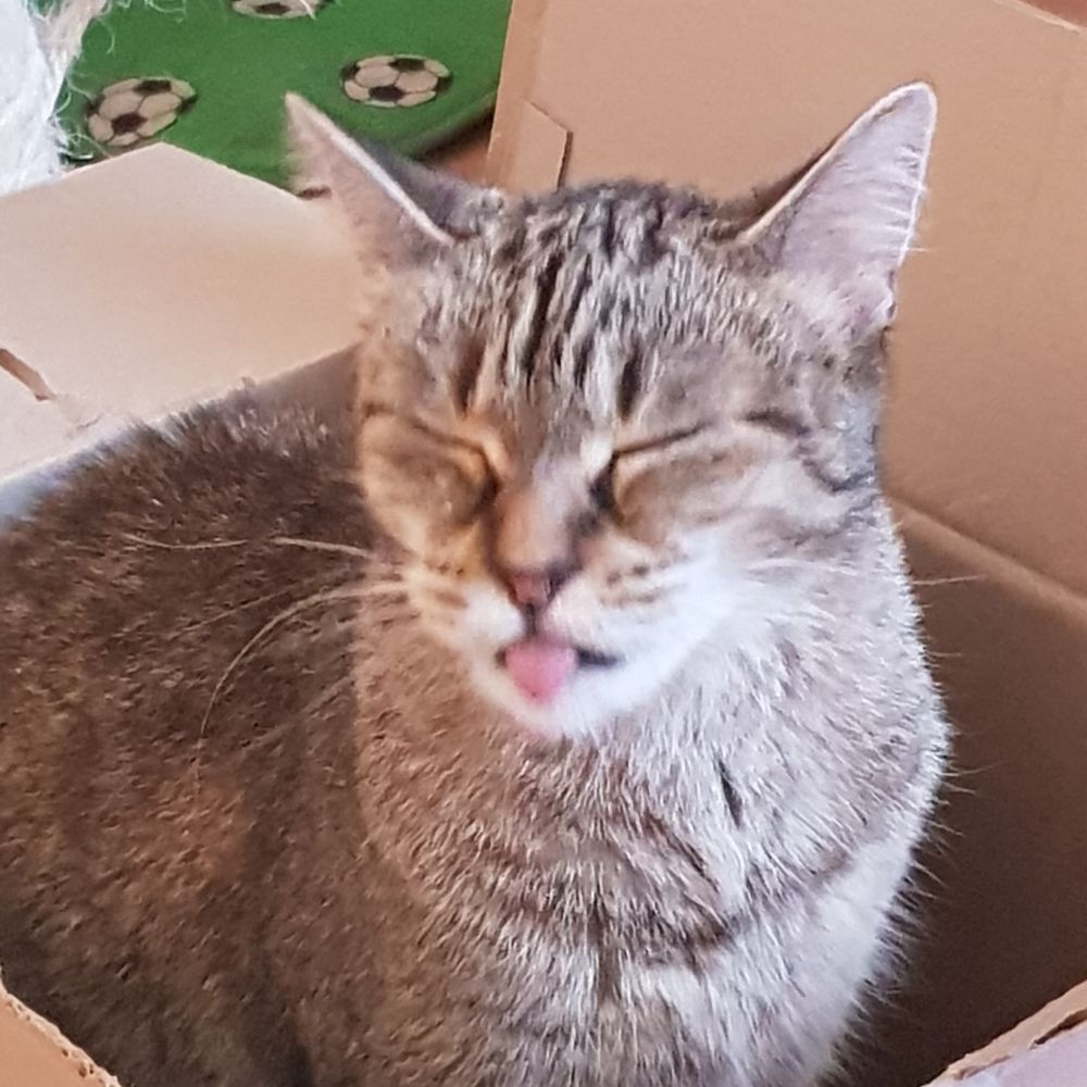 Kitte