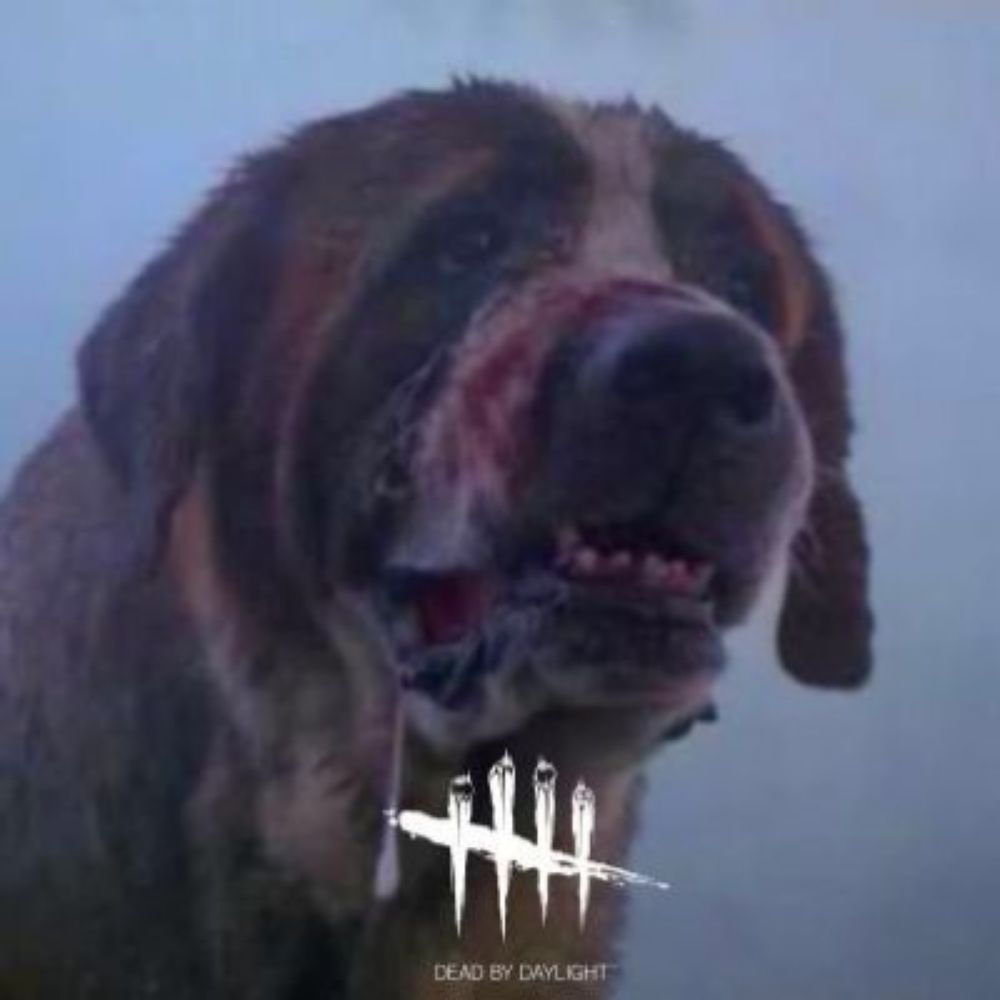 Cujo by Daylight