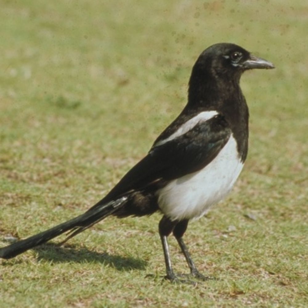 The Bird©