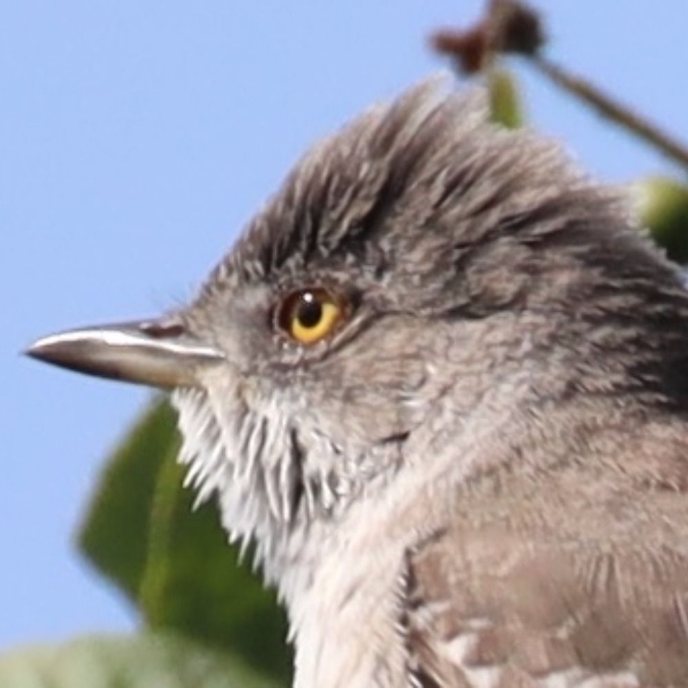 Conservationist