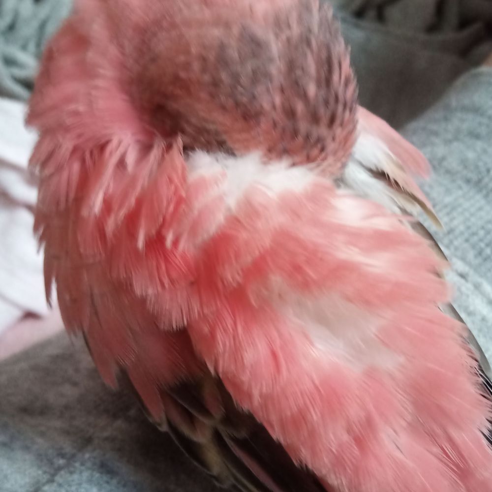 nima