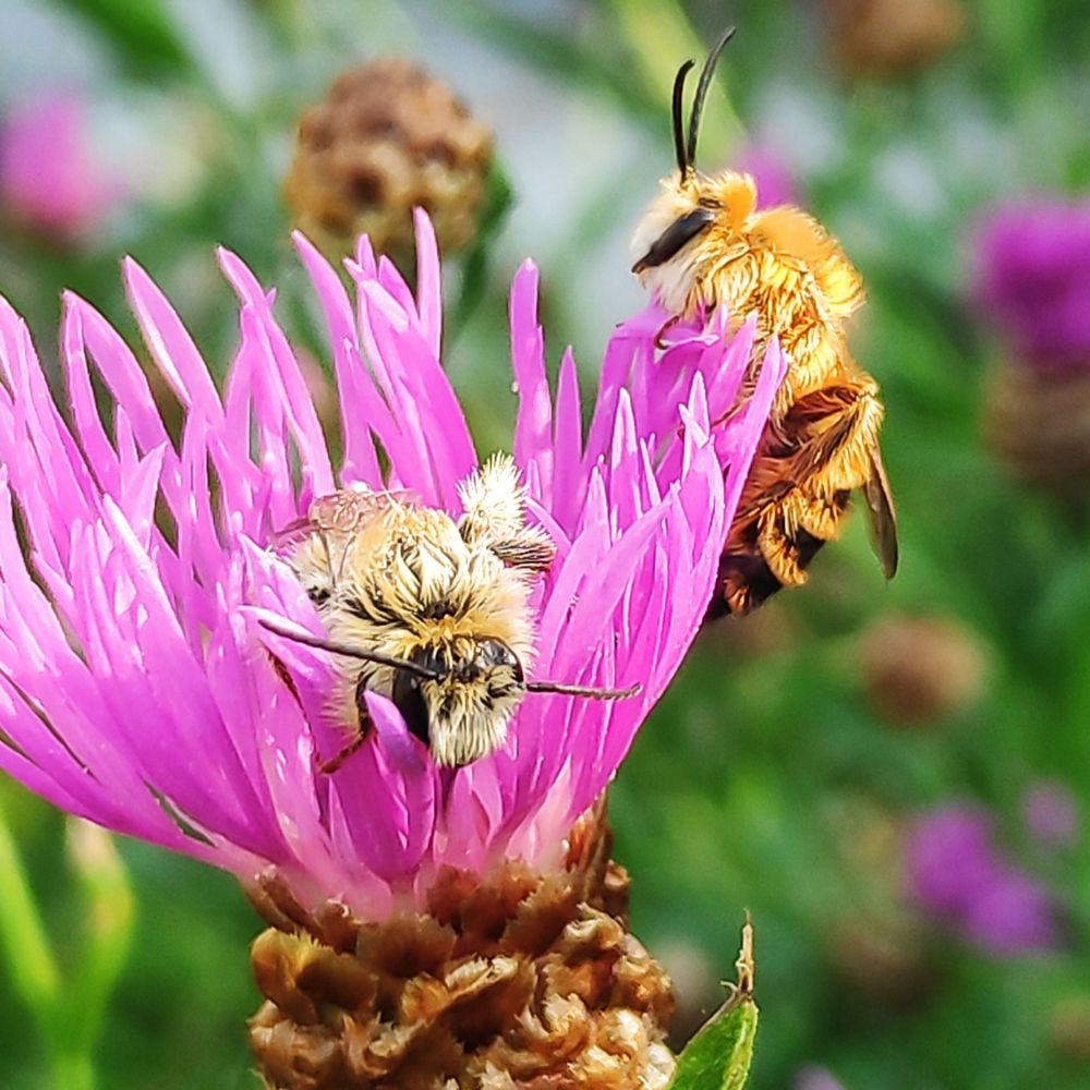 Heuvelrugtuinier