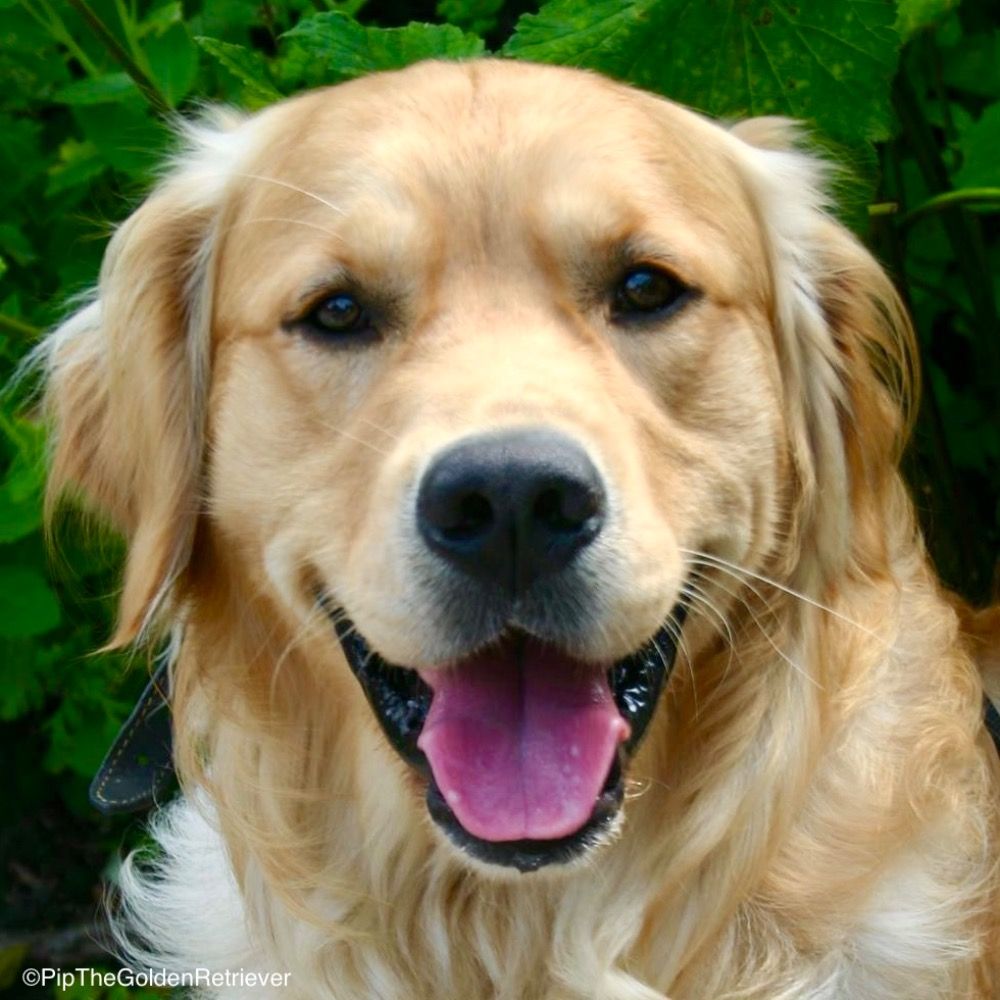 Pip the Golden Retriever's avatar