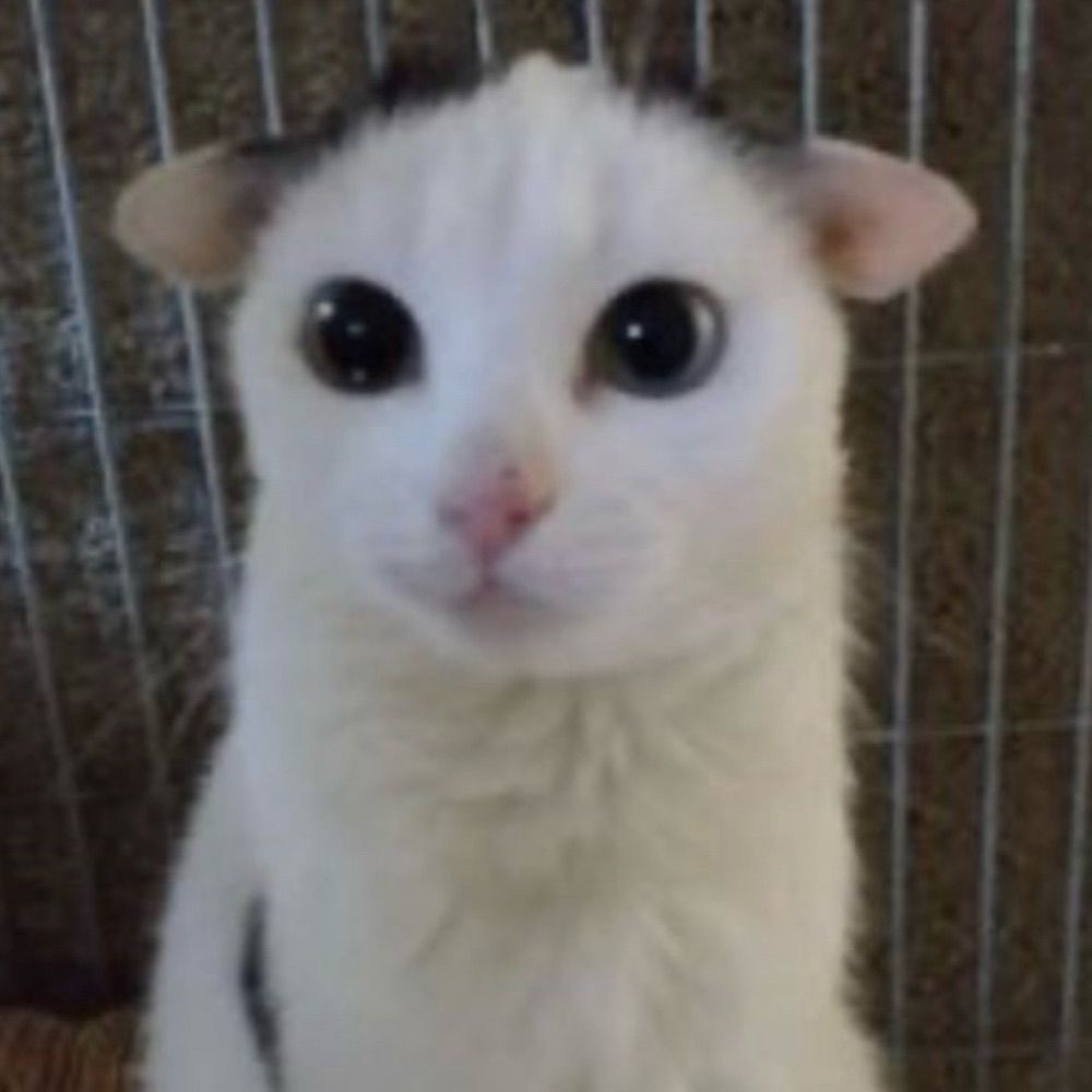 ju