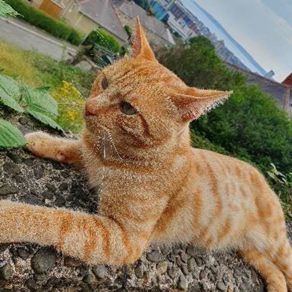 PancakeCat