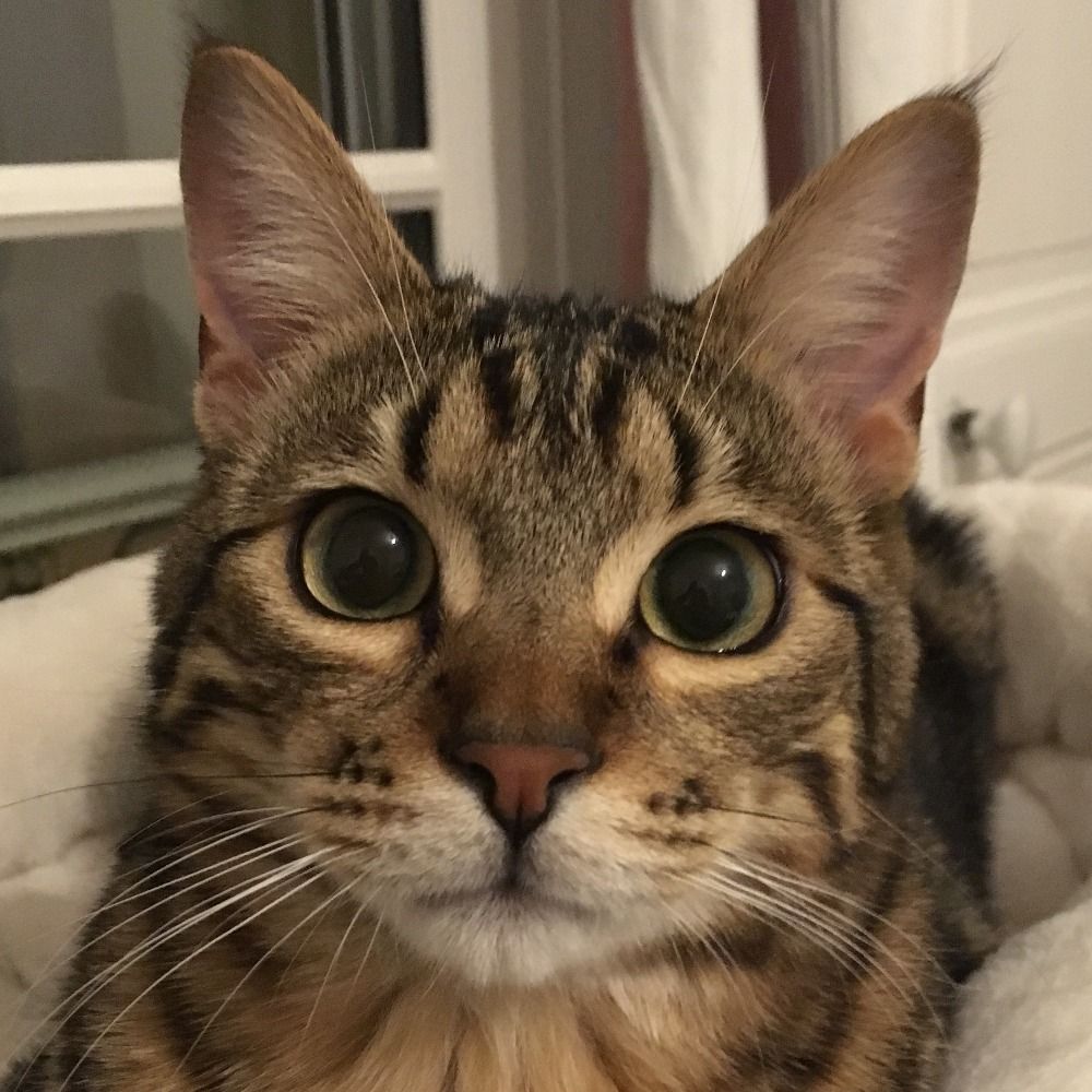 Lou ♂