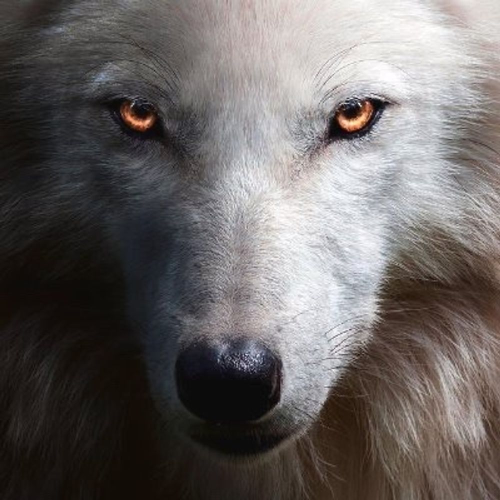 Wolf Queen Nikki🏳️‍⚧️🇺🇦🇺🇸's avatar