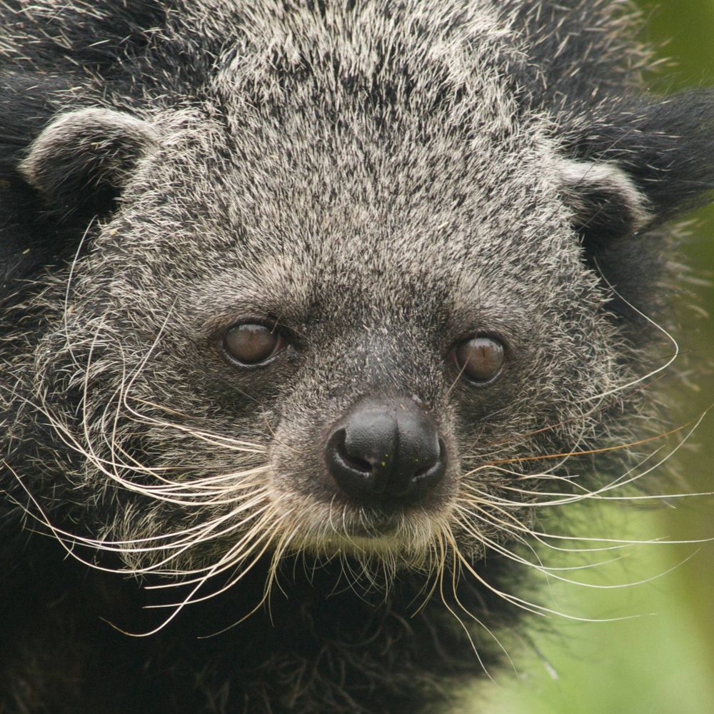binturong on main