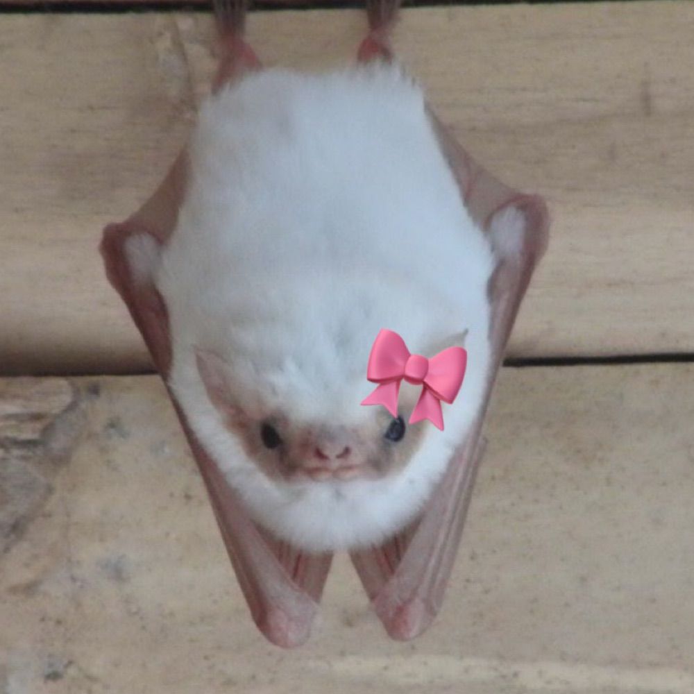 Vero 🦇🍩