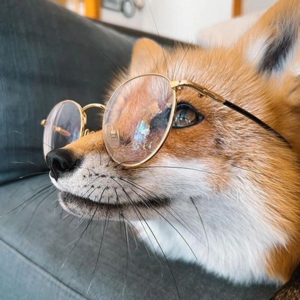 Kitsune Sol
