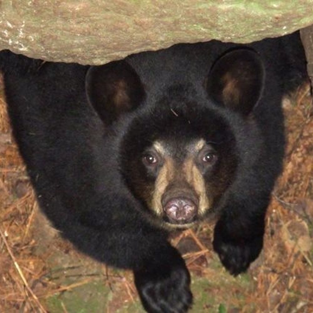 MISHO EL OSO ESTÚPIDO