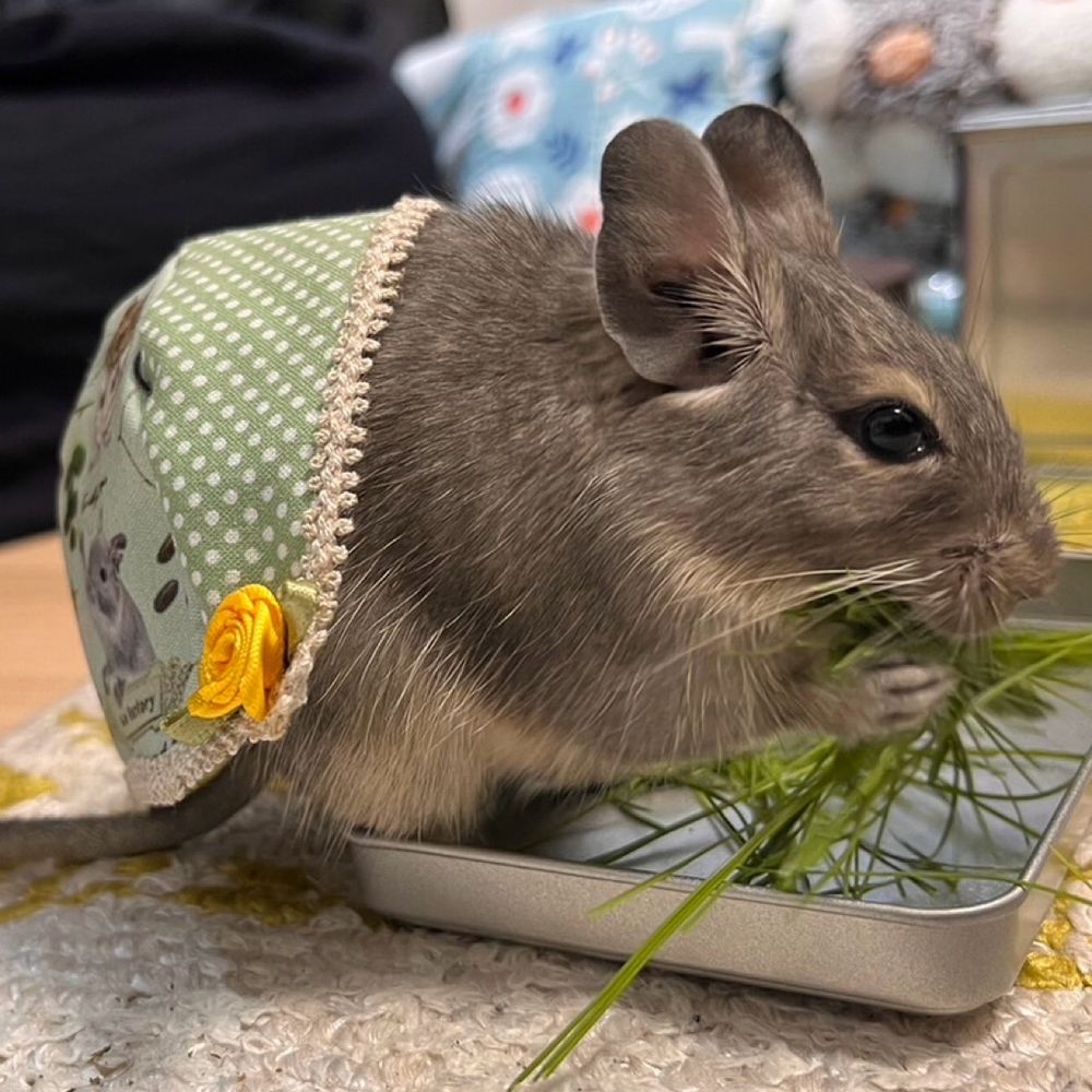 デグーのパナちゃん