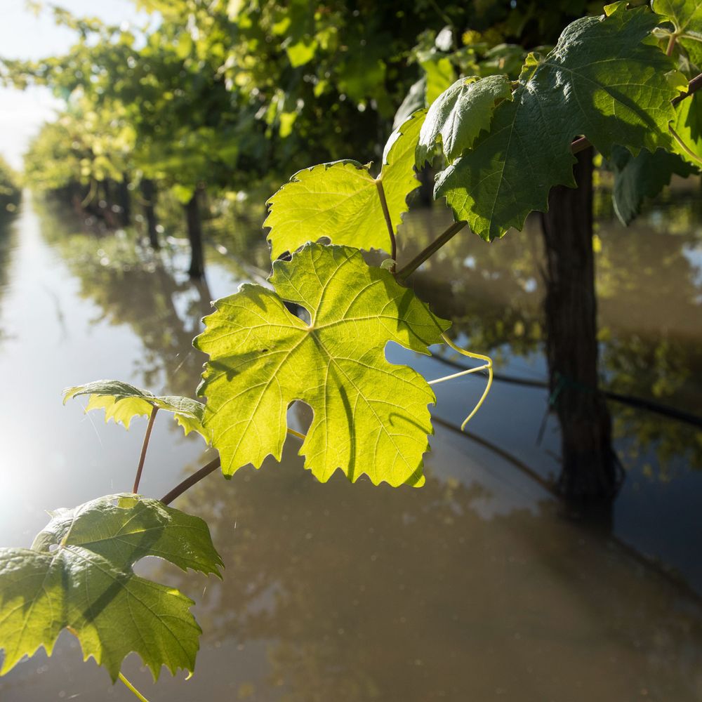 Sustainable Conservation
