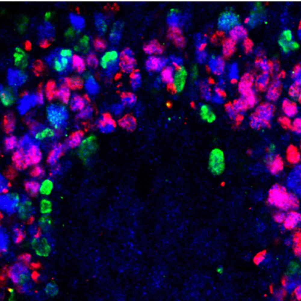 Neural Development GRC 2026