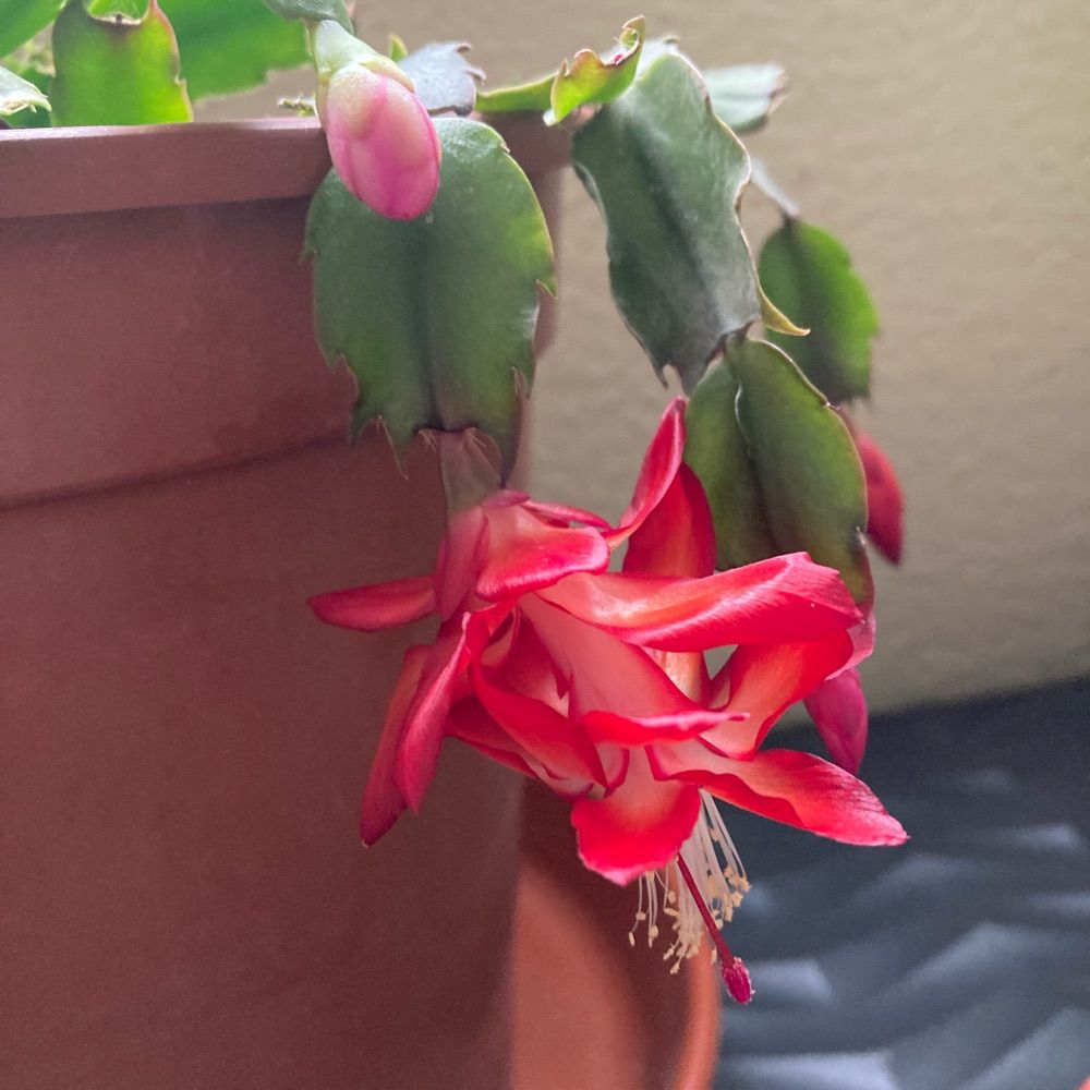 Piculita