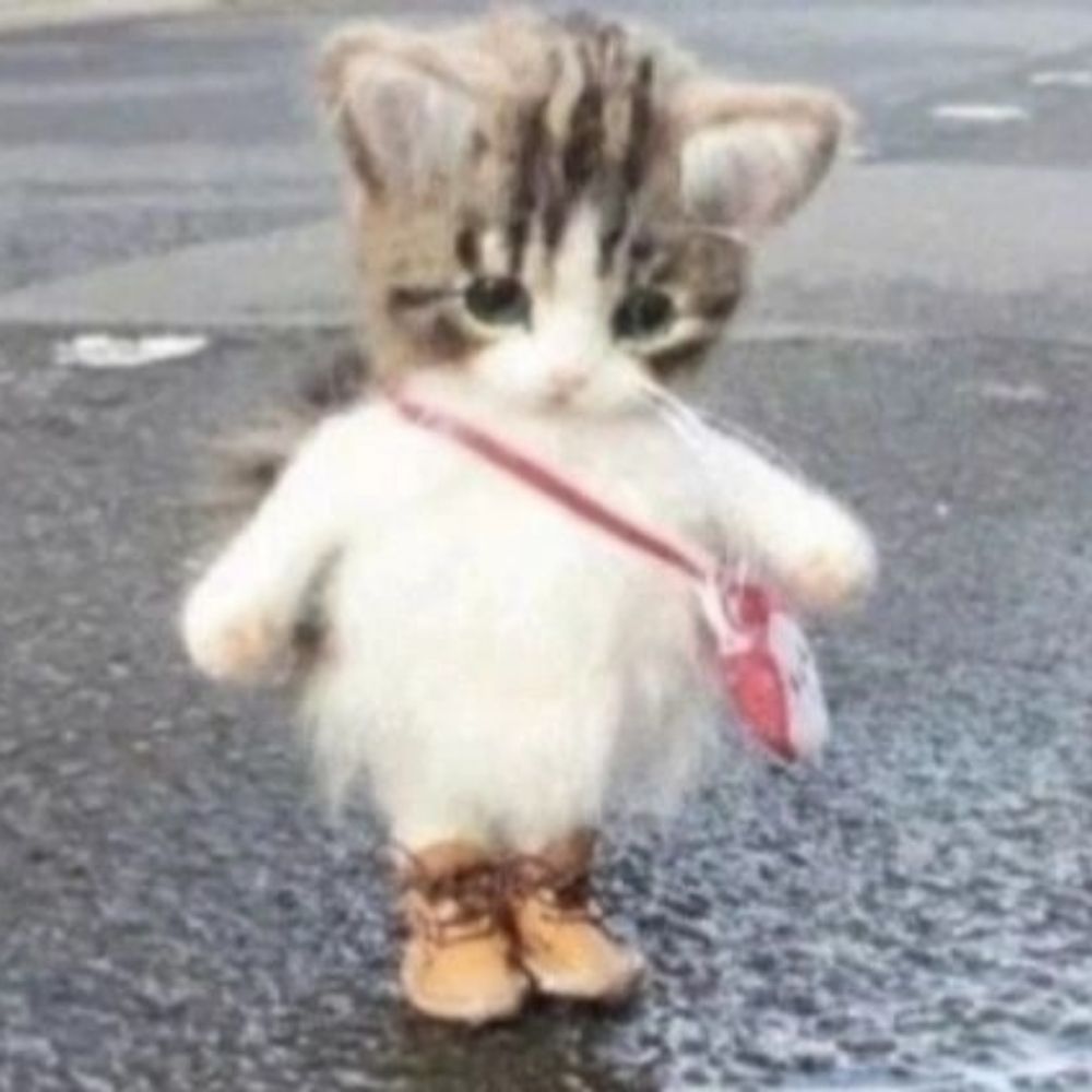 gatinho de bolsinha tiracolo e botinha