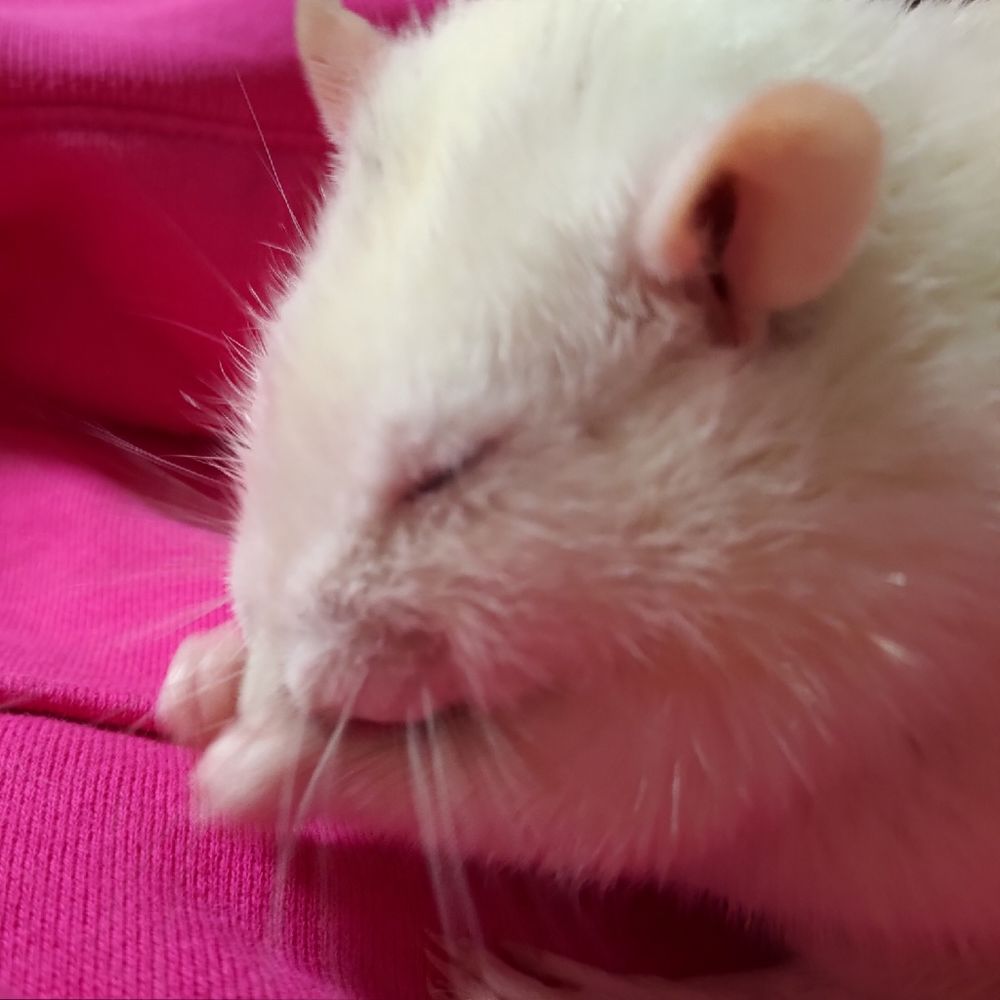いこい🐭