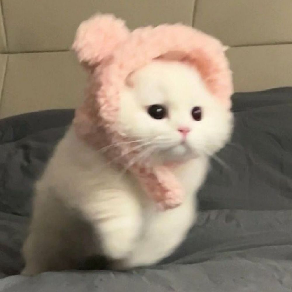 meow /ᐠ - ˕ -マ Ⳋ