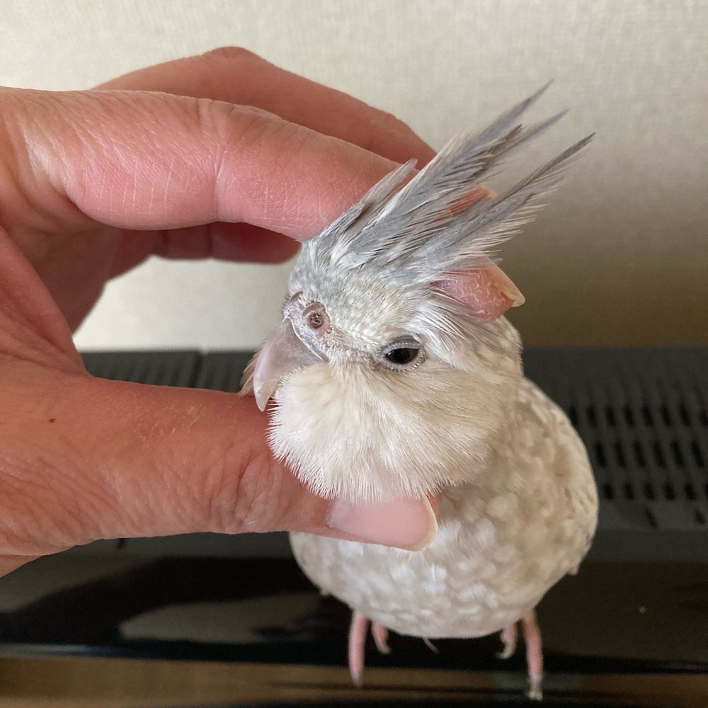 ピピちゃん
