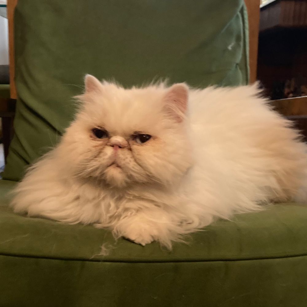 Duchess the Cat
