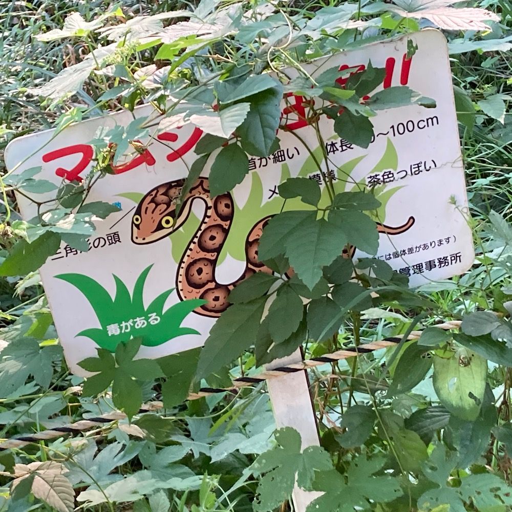 えーす