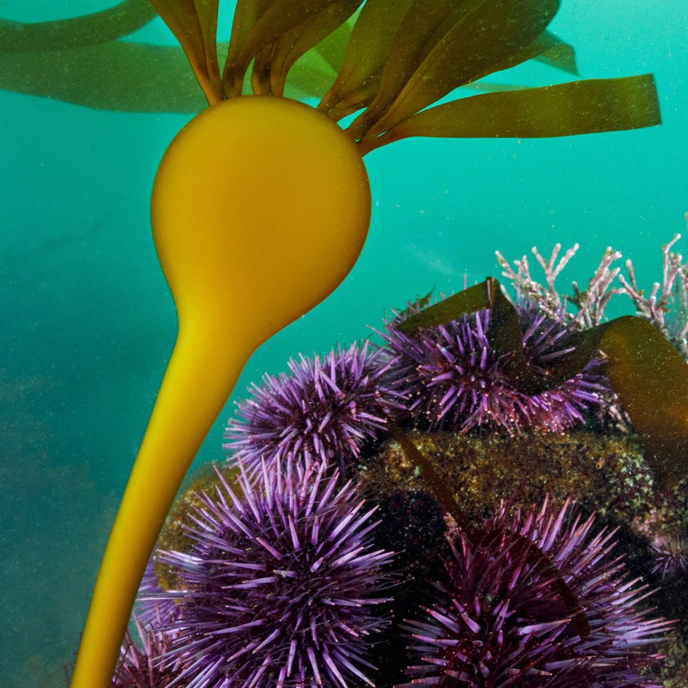 Oregon Kelp