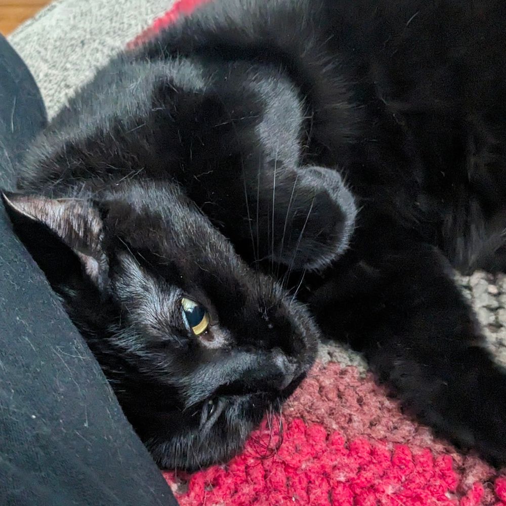 Dr Sleepycat