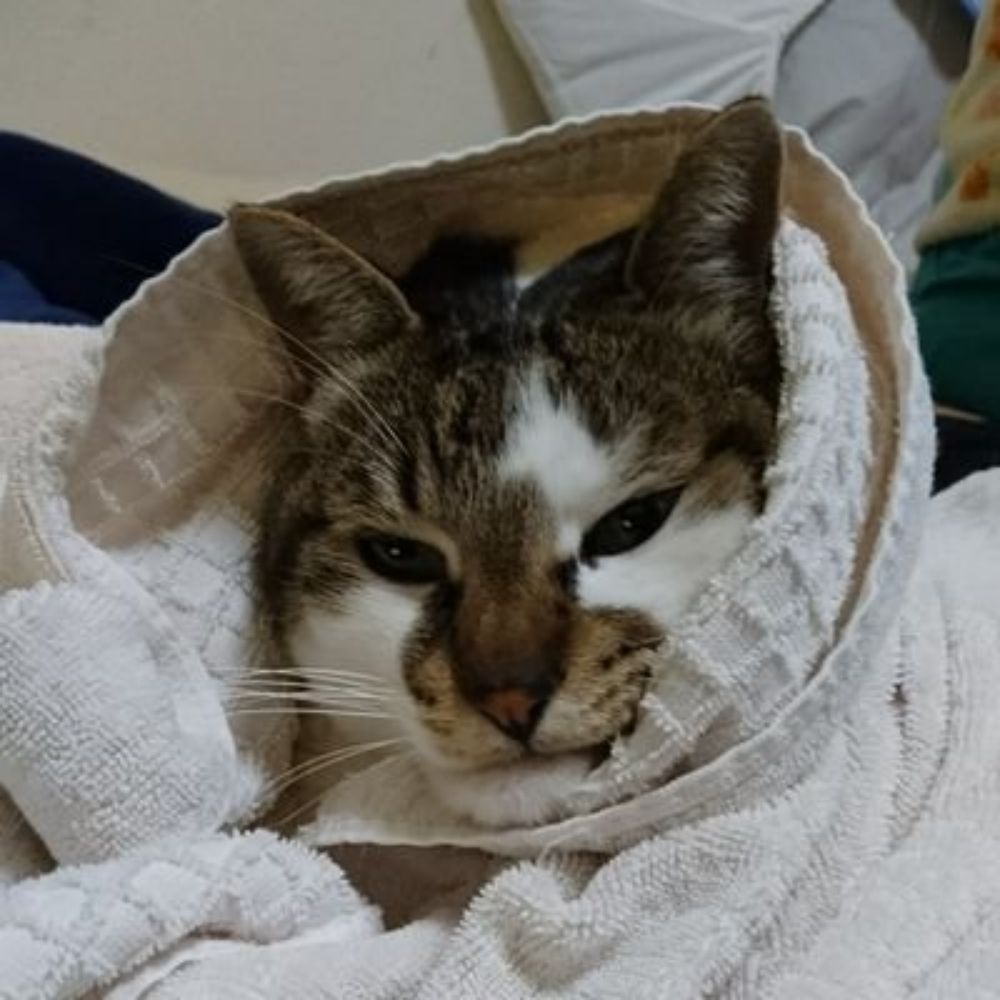メビウス
