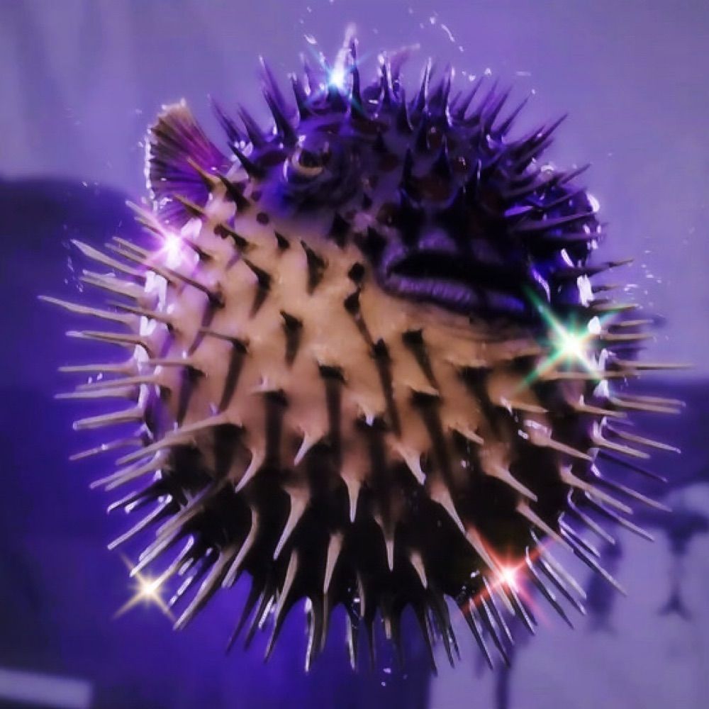 Pufferfish Rain