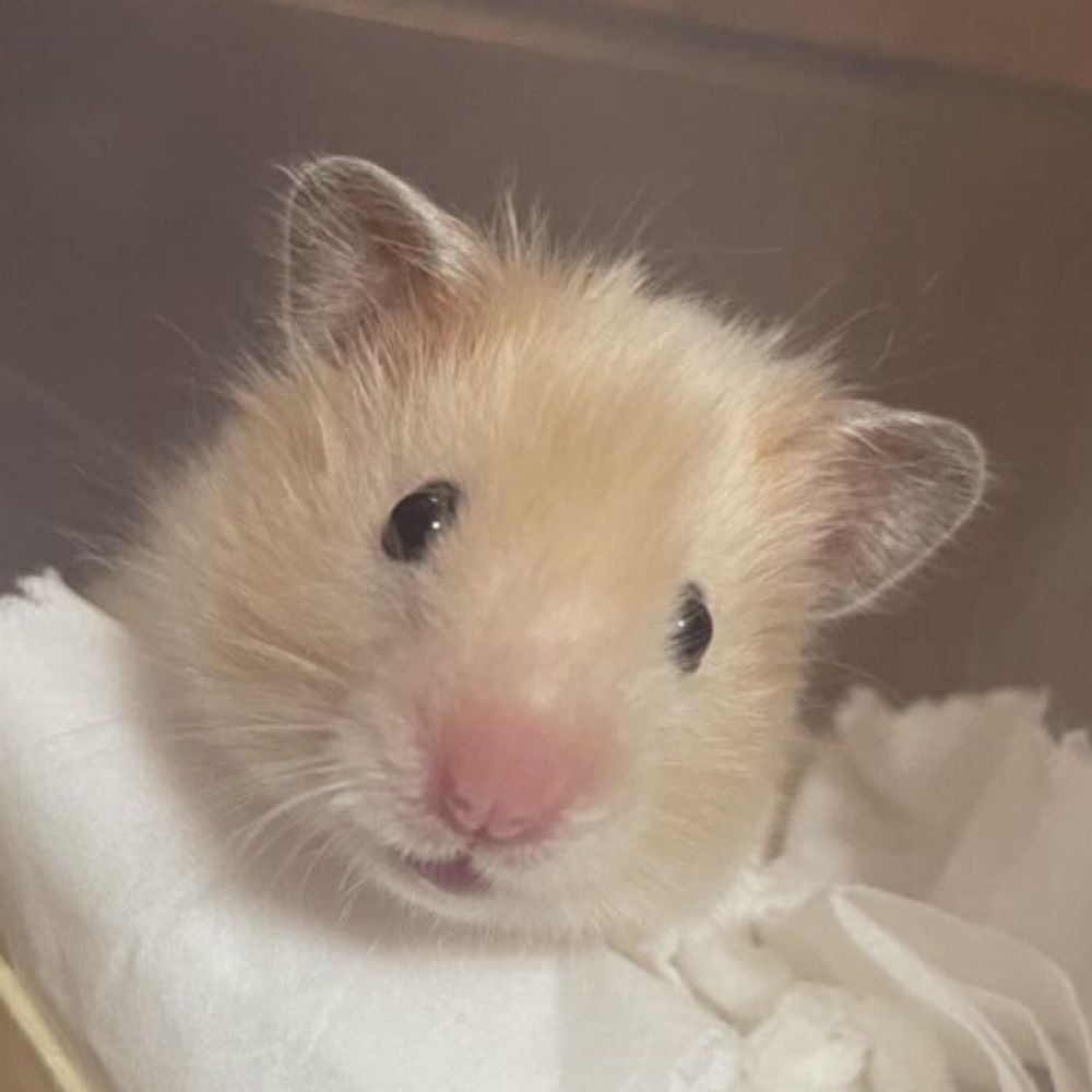 ち